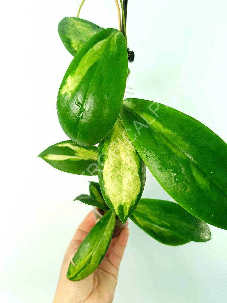 Hoya incrassata variegata