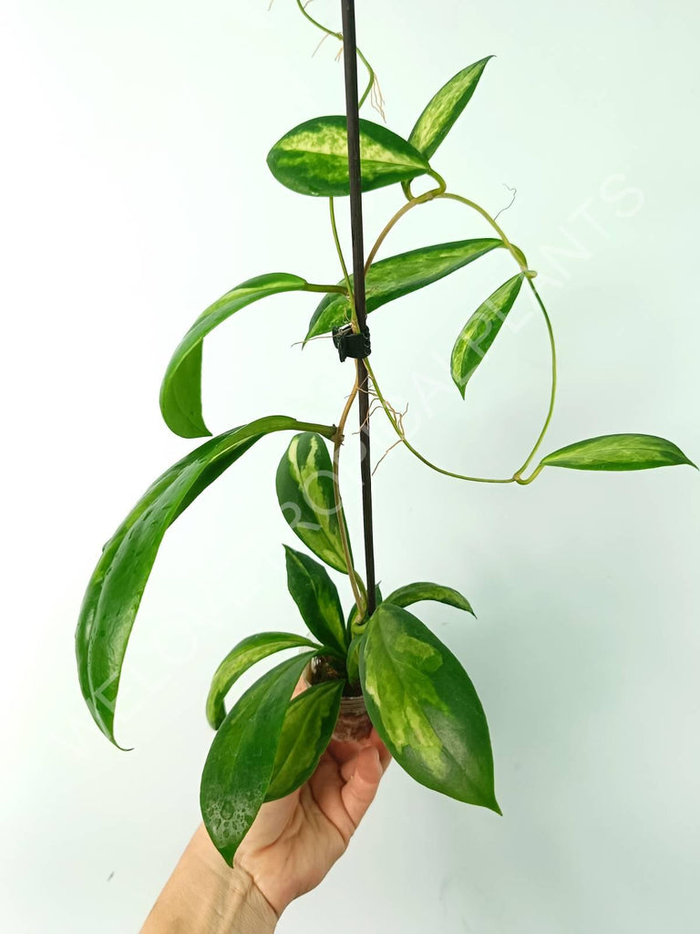 Hoya incrassata variegata