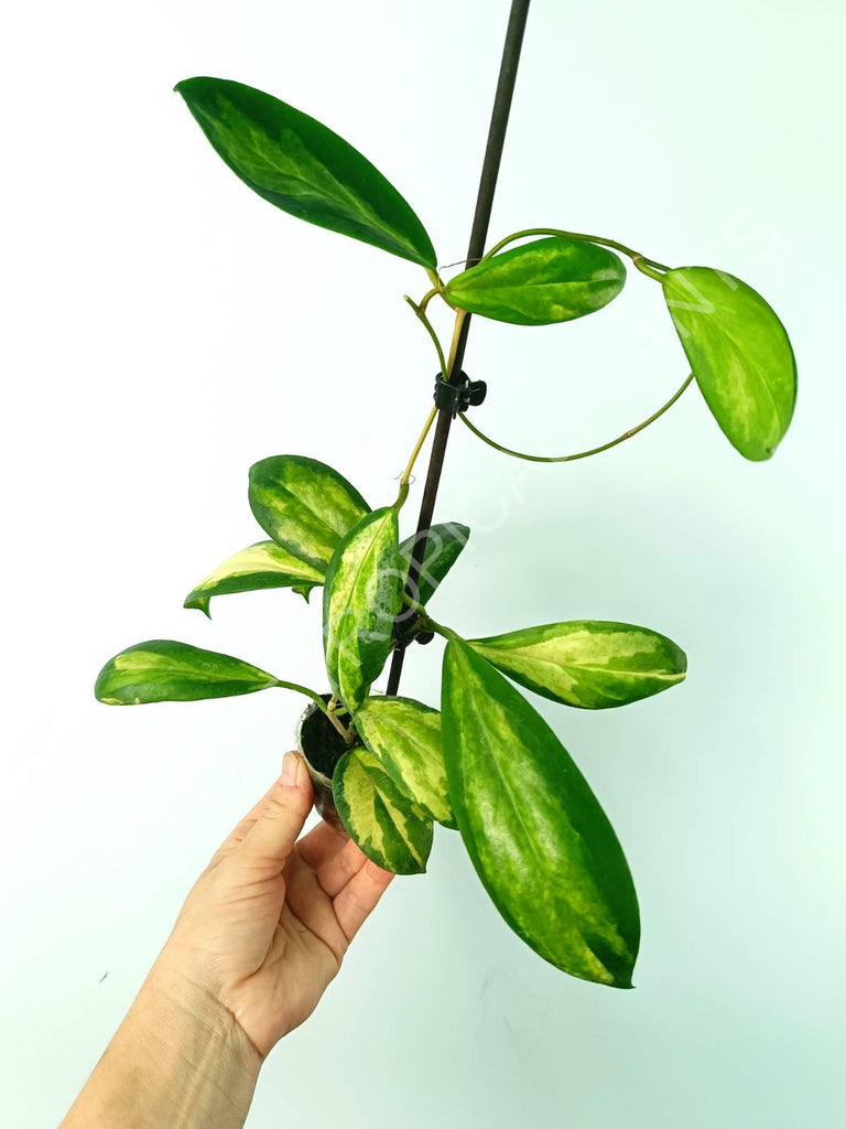 Hoya incrassata variegata