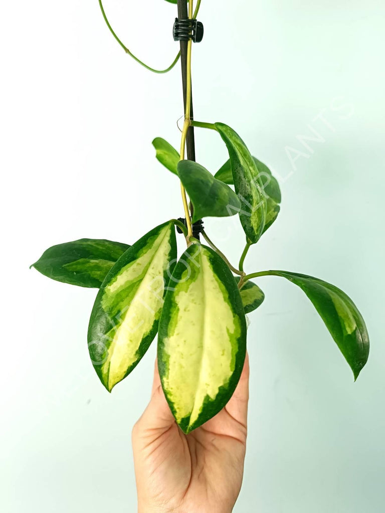 Hoya incrassata variegata