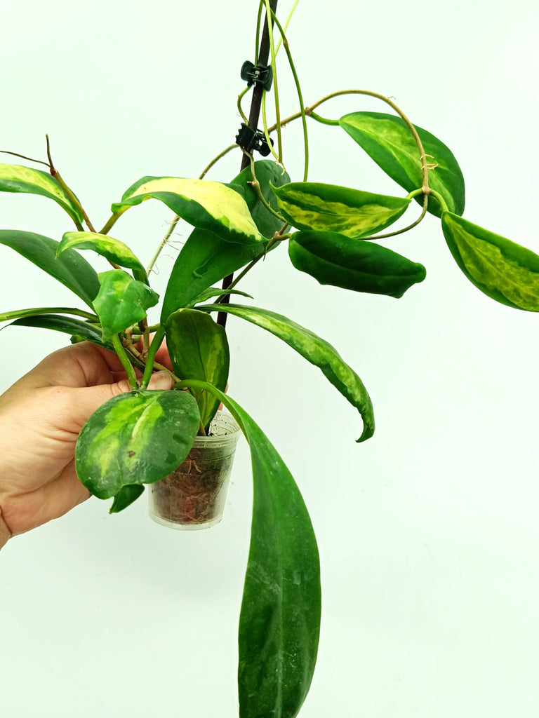 Hoya incrassata variegata