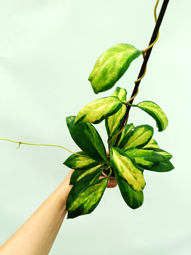 Hoya incrassata variegata