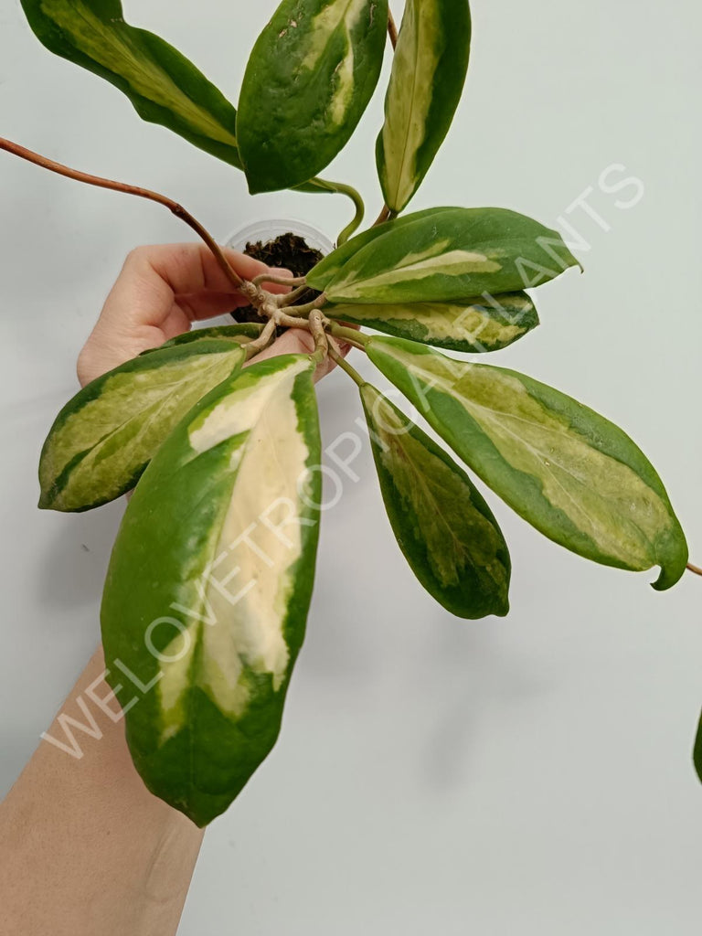 Hoya incrassata variegata