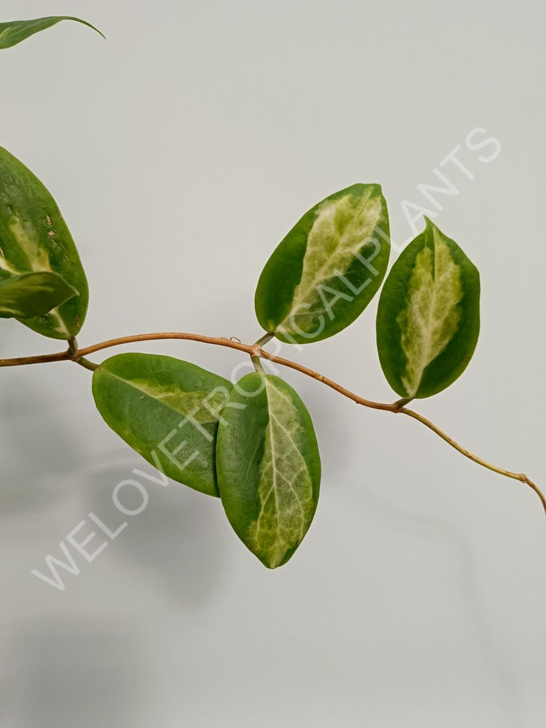 Hoya incrassata variegata