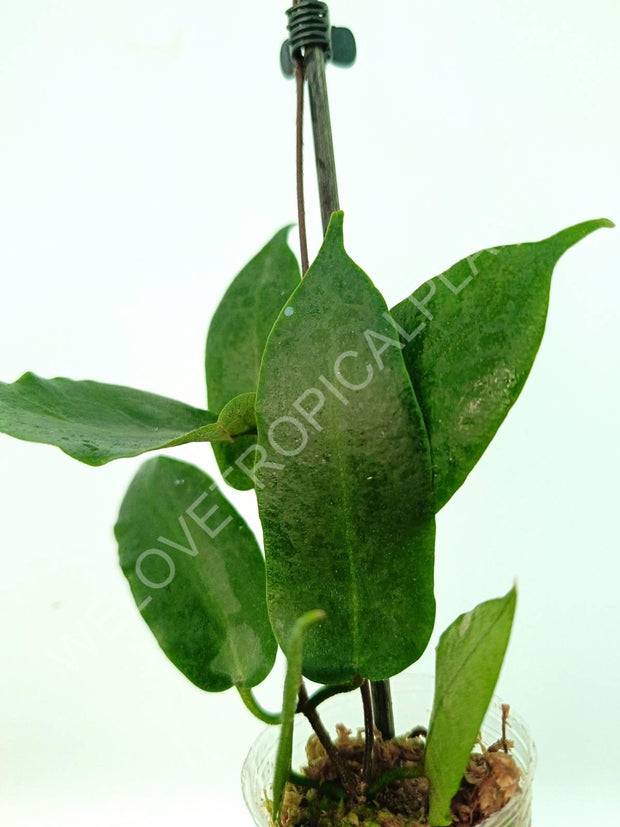 Hoya Inflata | Welovetropicalplants