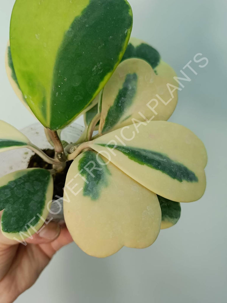 Hoya kerrii variegata