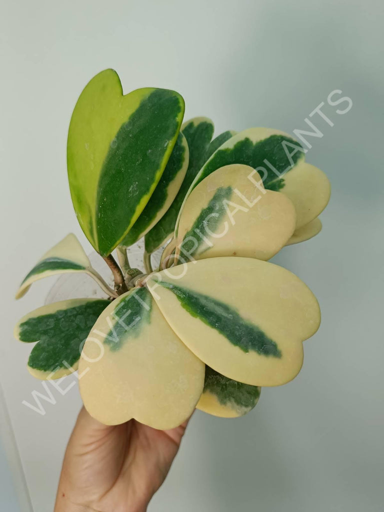 Hoya kerrii variegata