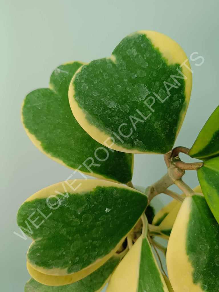 Hoya kerrii variegata