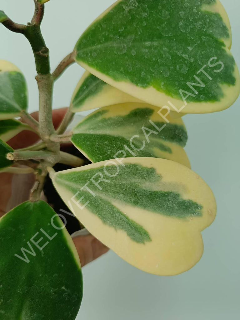 Hoya kerrii variegata