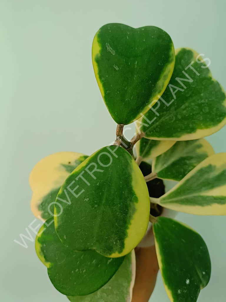 Hoya kerrii variegata