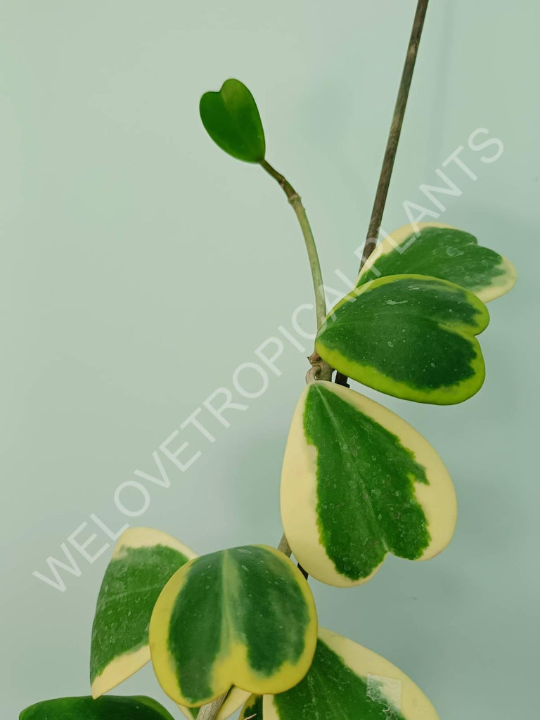 Hoya kerrii variegata