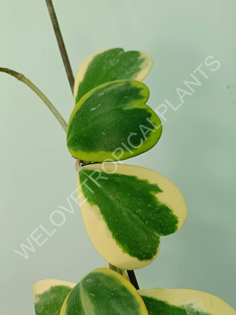 Hoya kerrii variegata