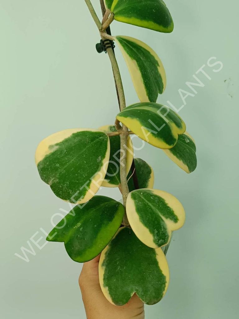 Hoya kerrii variegata