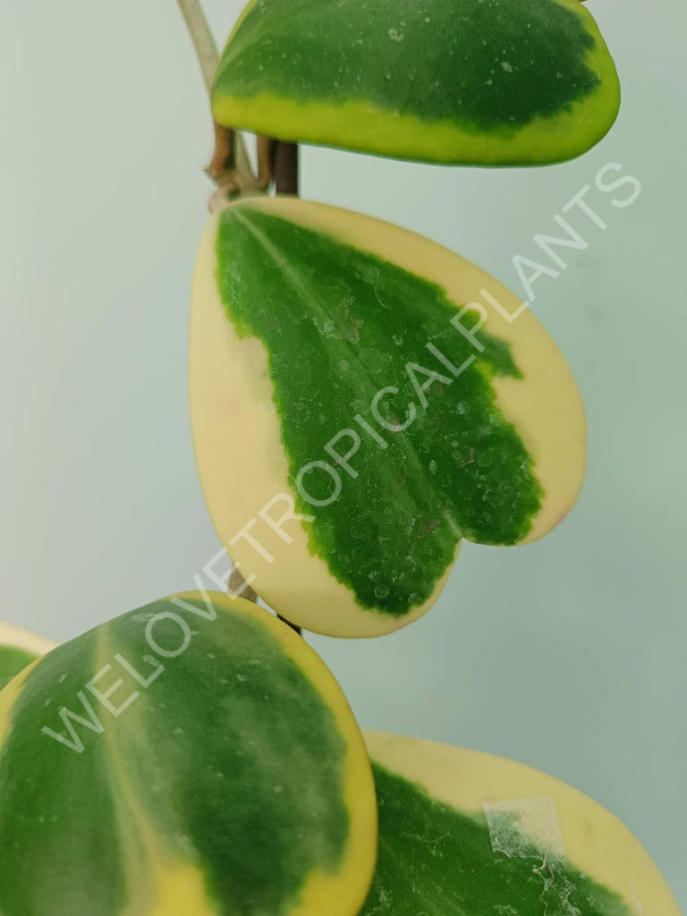 Hoya kerrii variegata