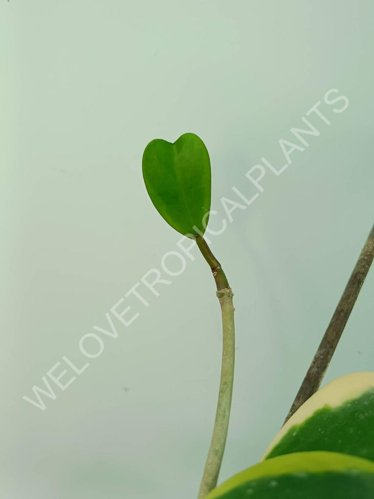 Hoya kerrii variegata