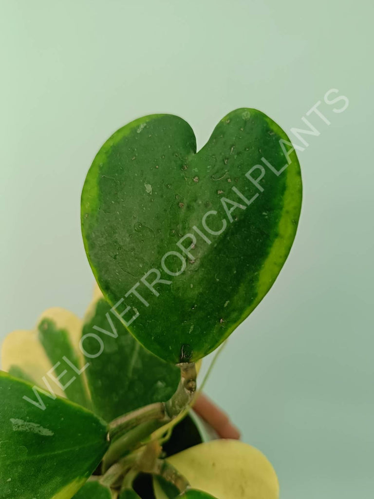 Hoya kerrii variegata