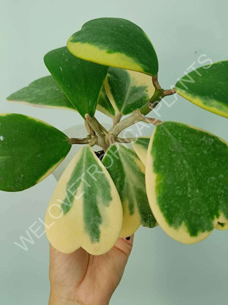 Hoya kerrii variegata