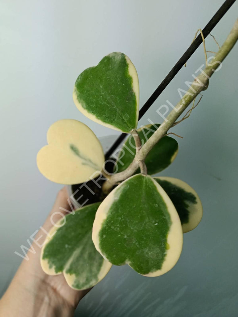 Hoya kerrii variegata