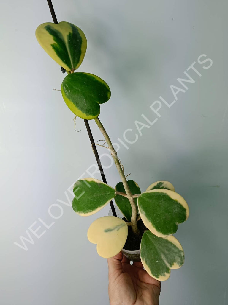 Hoya kerrii variegata