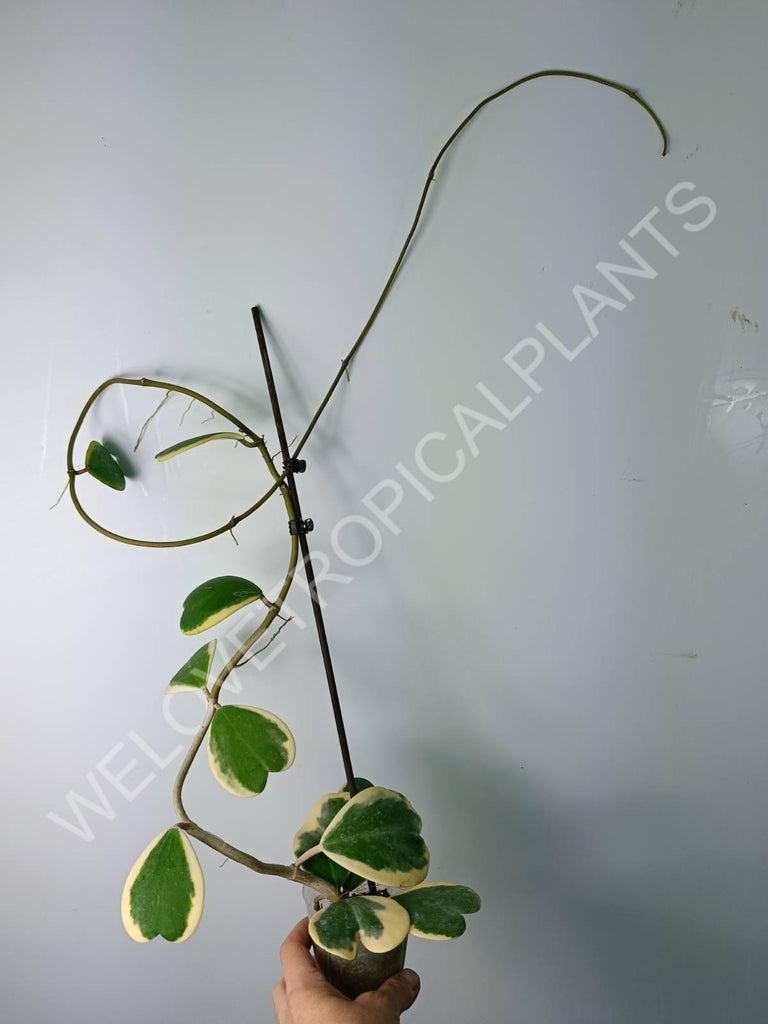 Hoya kerrii variegata