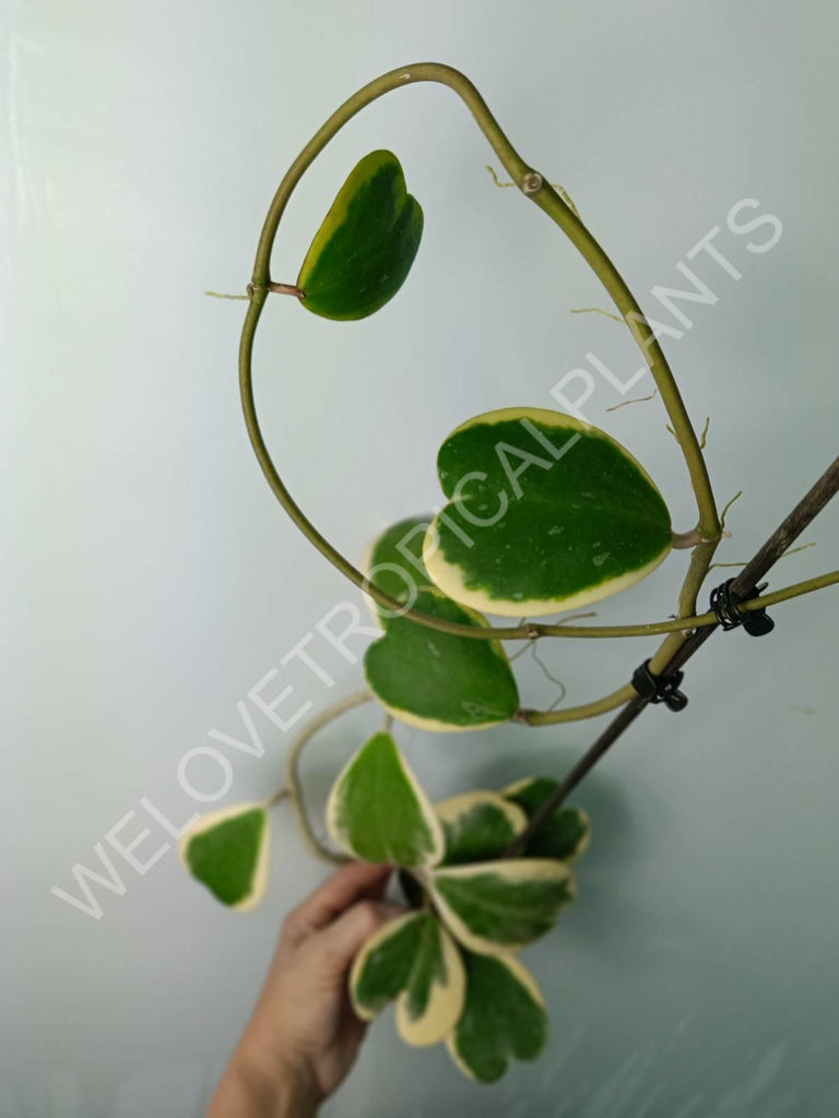 Hoya kerrii variegata