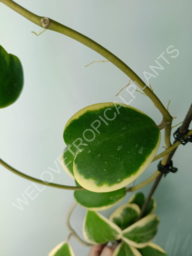 Hoya kerrii variegata