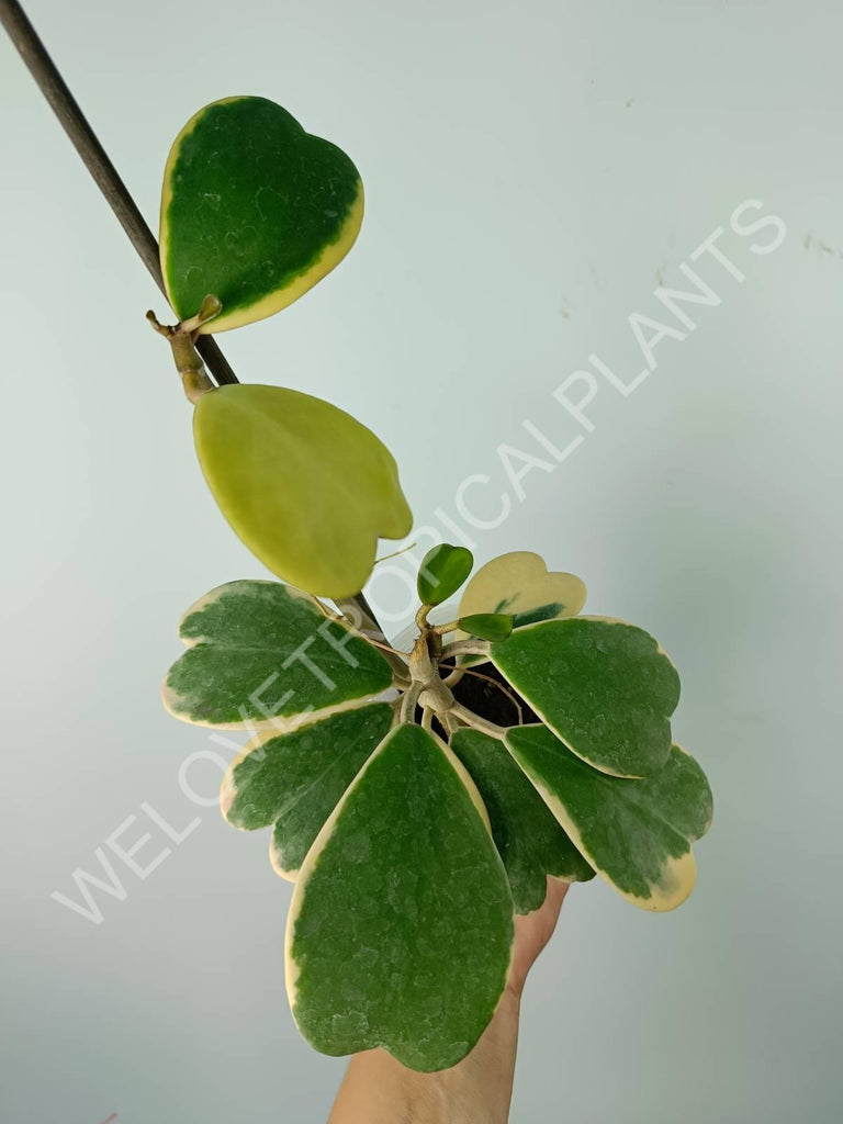 Hoya kerrii variegata