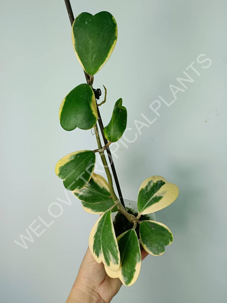 Hoya kerrii variegata