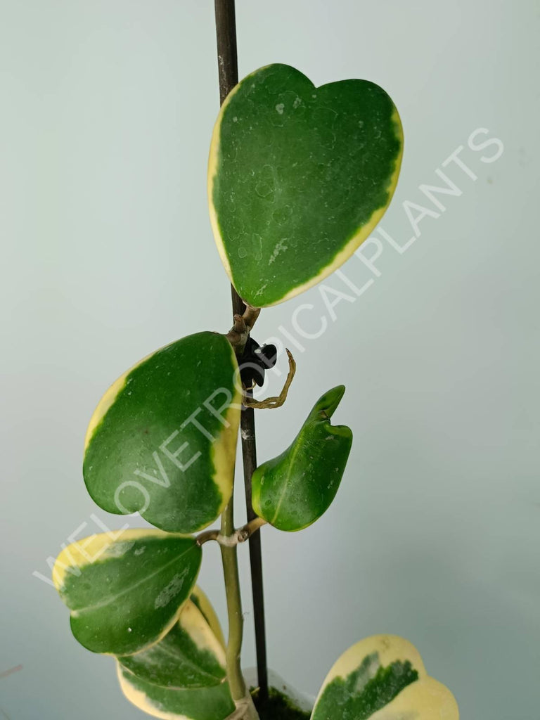 Hoya kerrii variegata