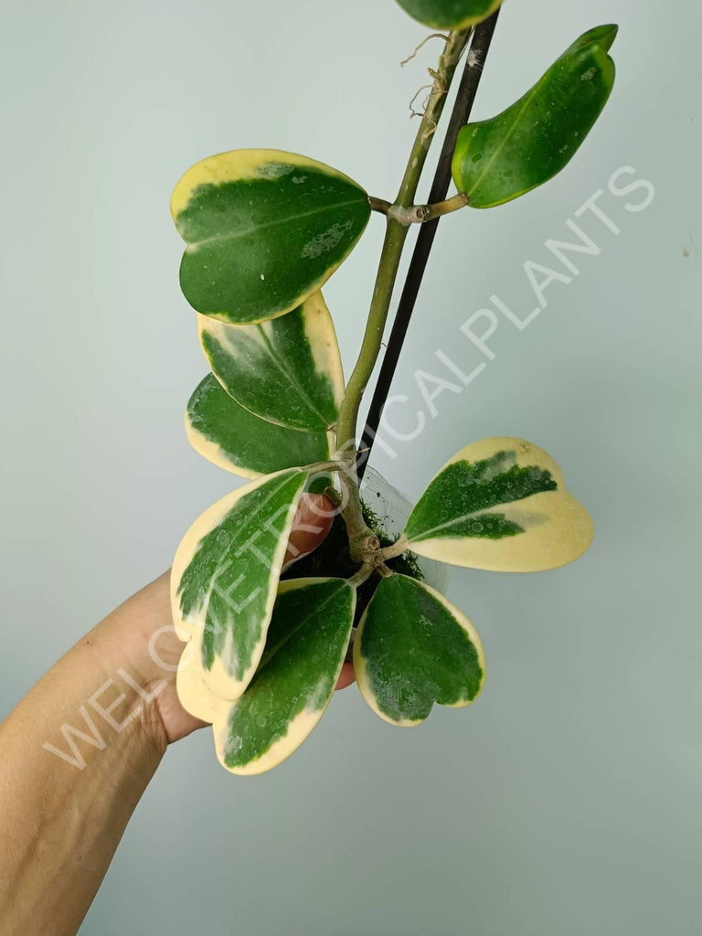 Hoya kerrii variegata