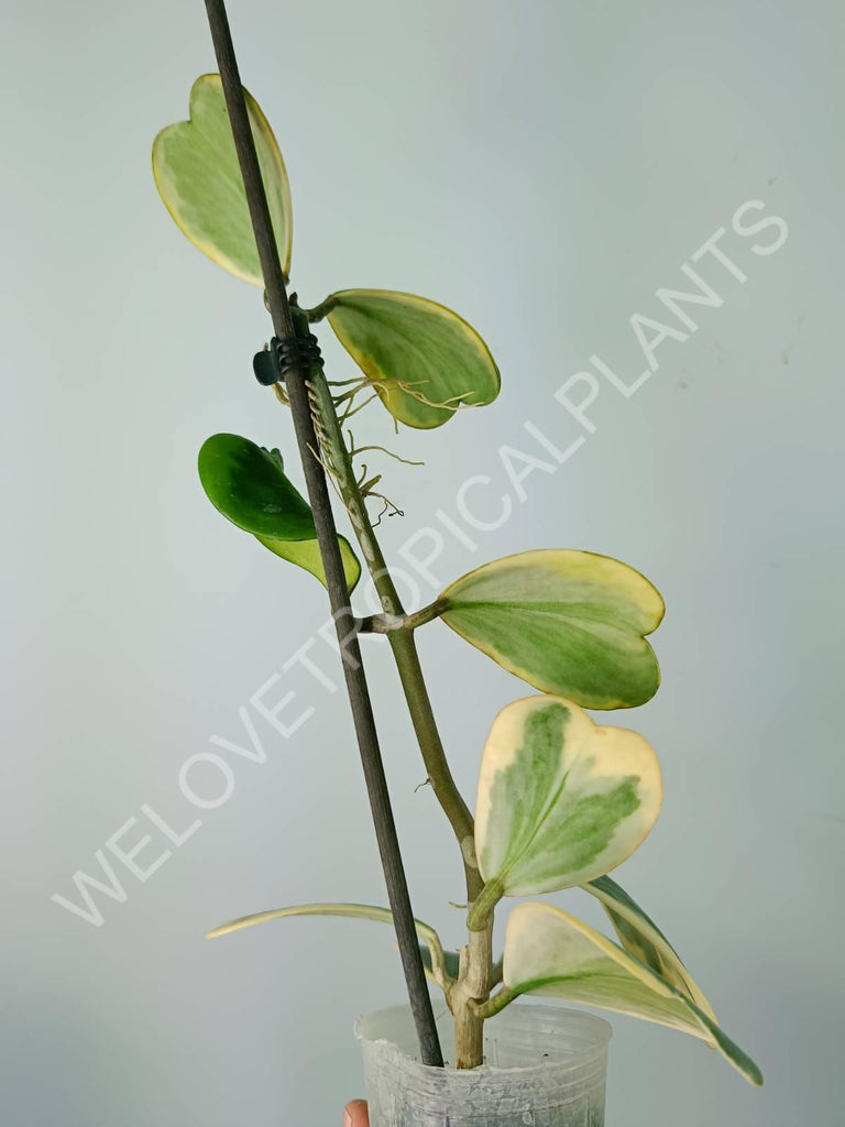 Hoya kerrii variegata