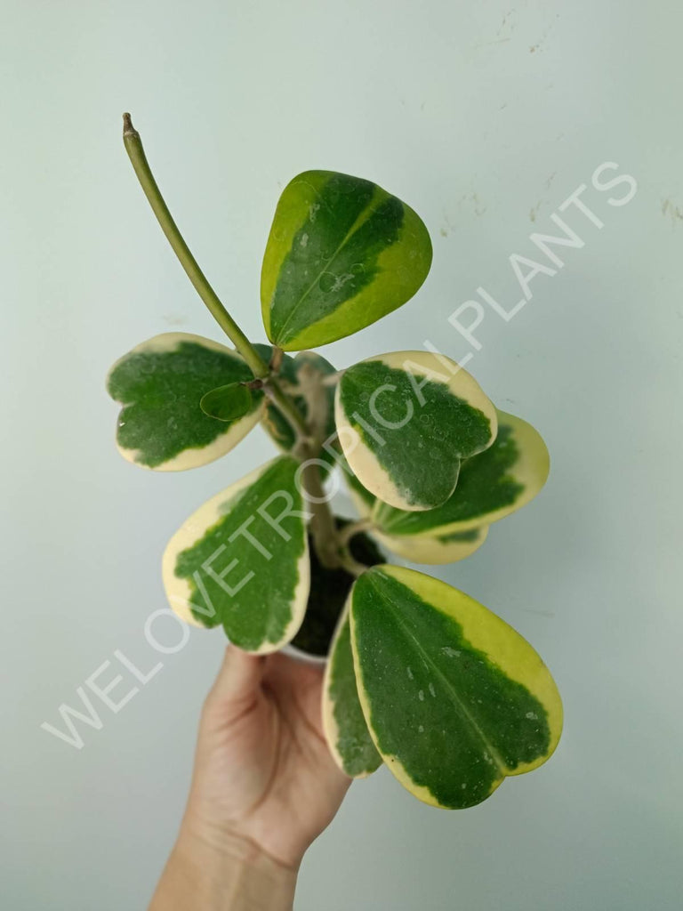 Hoya kerrii variegata