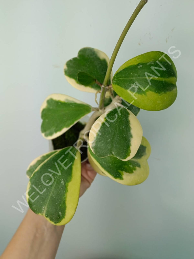 Hoya kerrii variegata