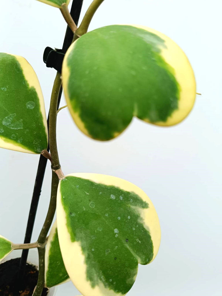 Hoya kerrii variegata