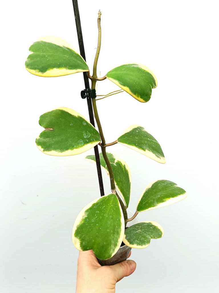 Hoya kerrii variegata