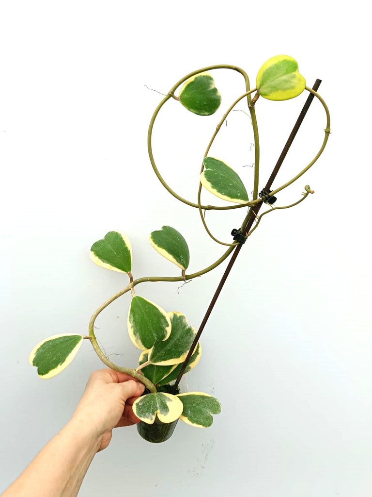 Hoya kerrii variegata