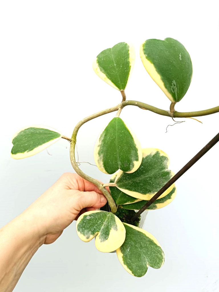 Hoya kerrii variegata