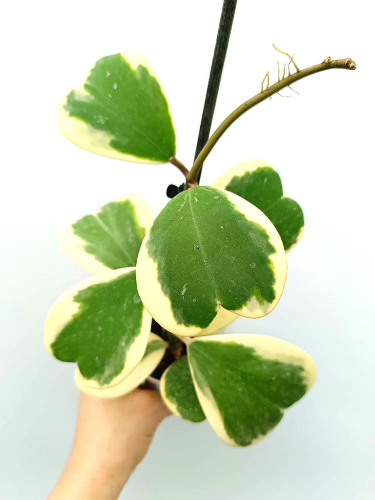 Hoya kerrii variegata