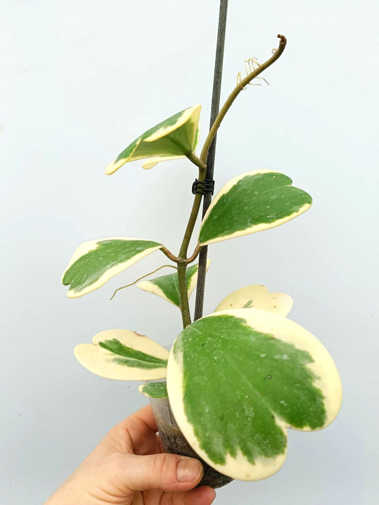 Hoya kerrii variegata