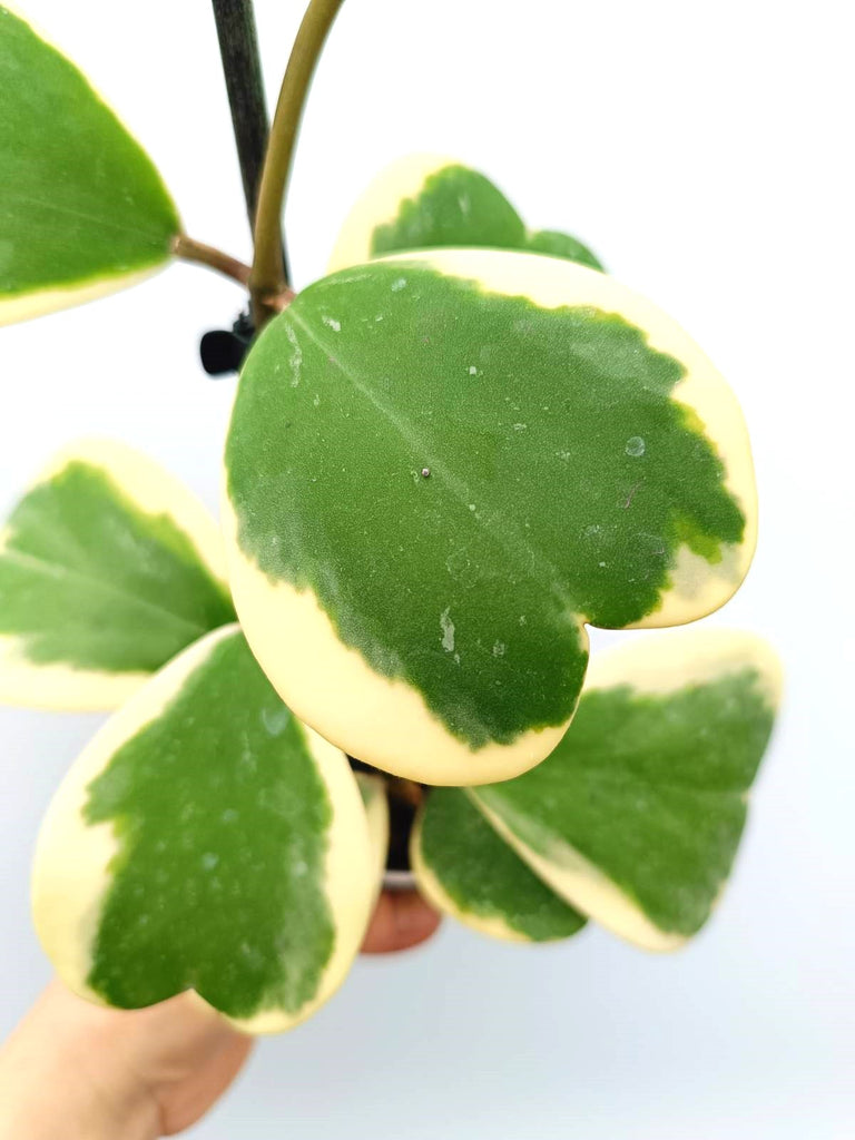 Hoya kerrii variegata