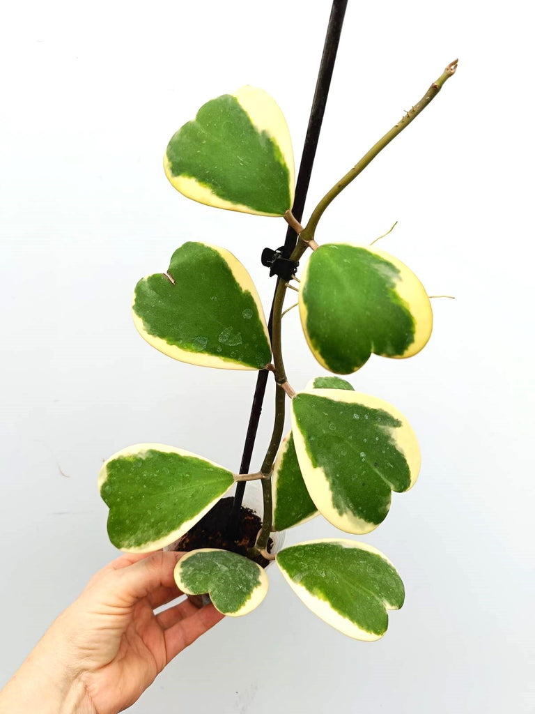 Hoya kerrii variegata