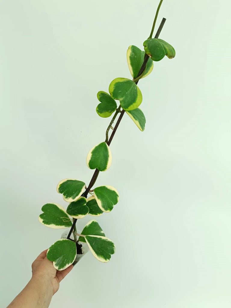 Hoya kerrii variegata