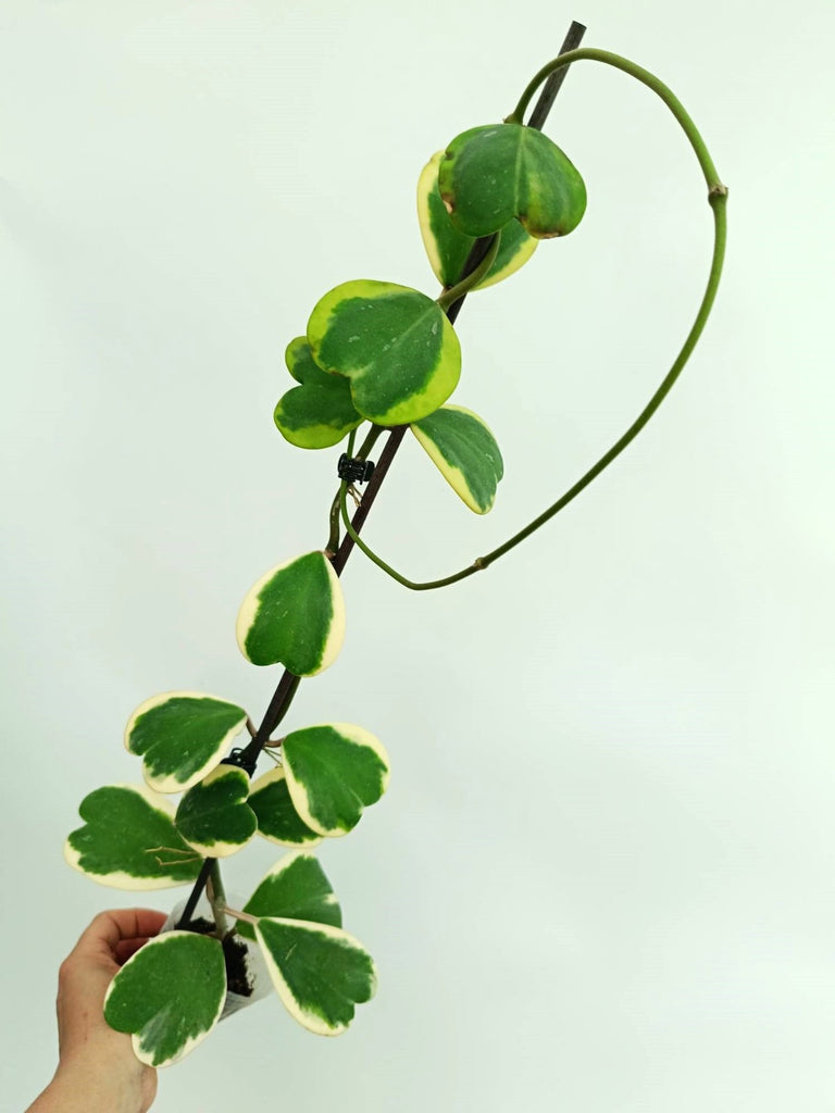 Hoya kerrii variegata