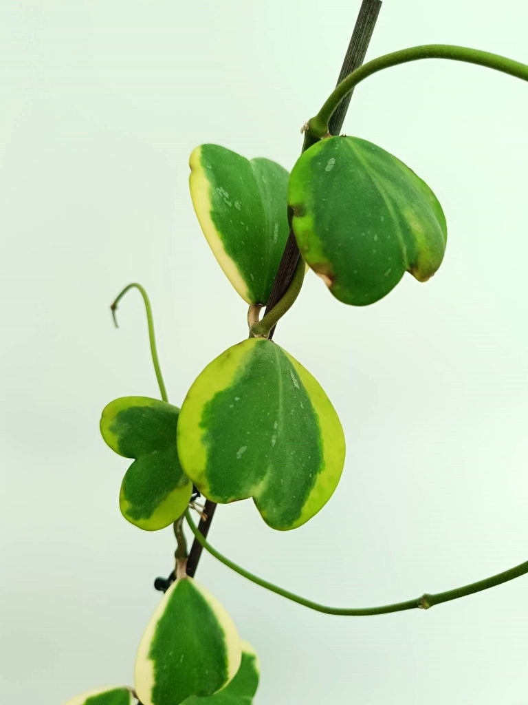 Hoya kerrii variegata