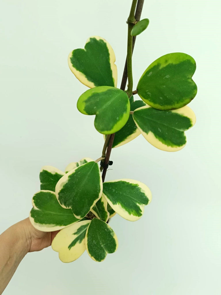 Hoya kerrii variegata