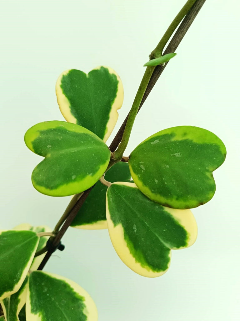 Hoya kerrii variegata