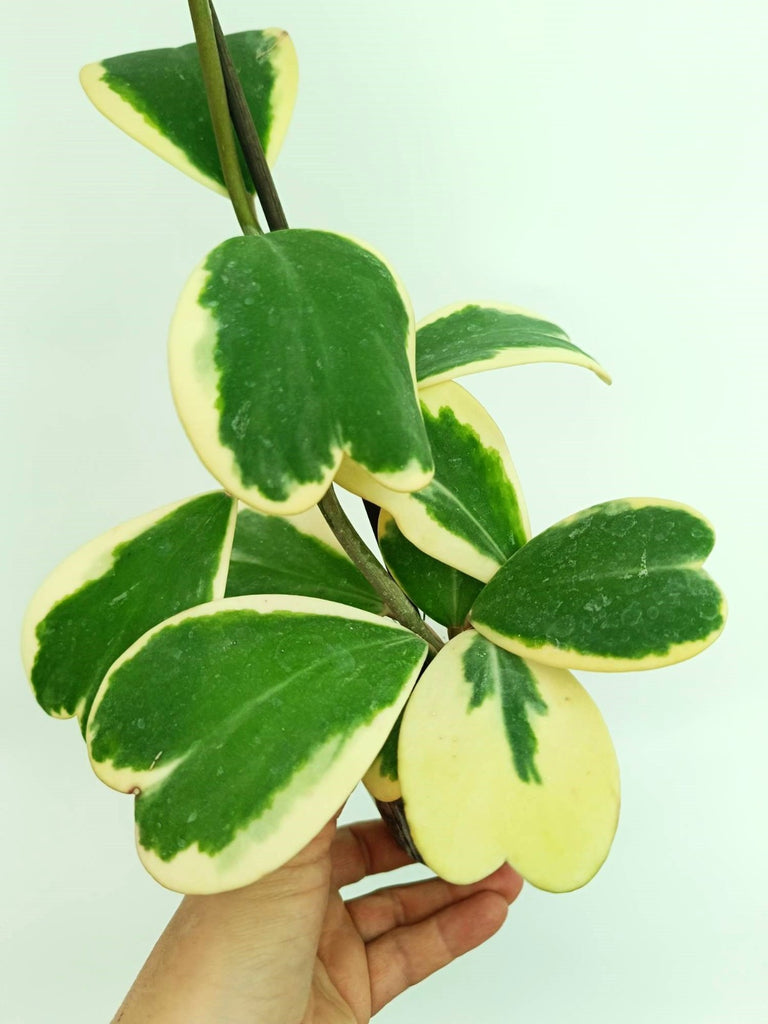 Hoya kerrii variegata