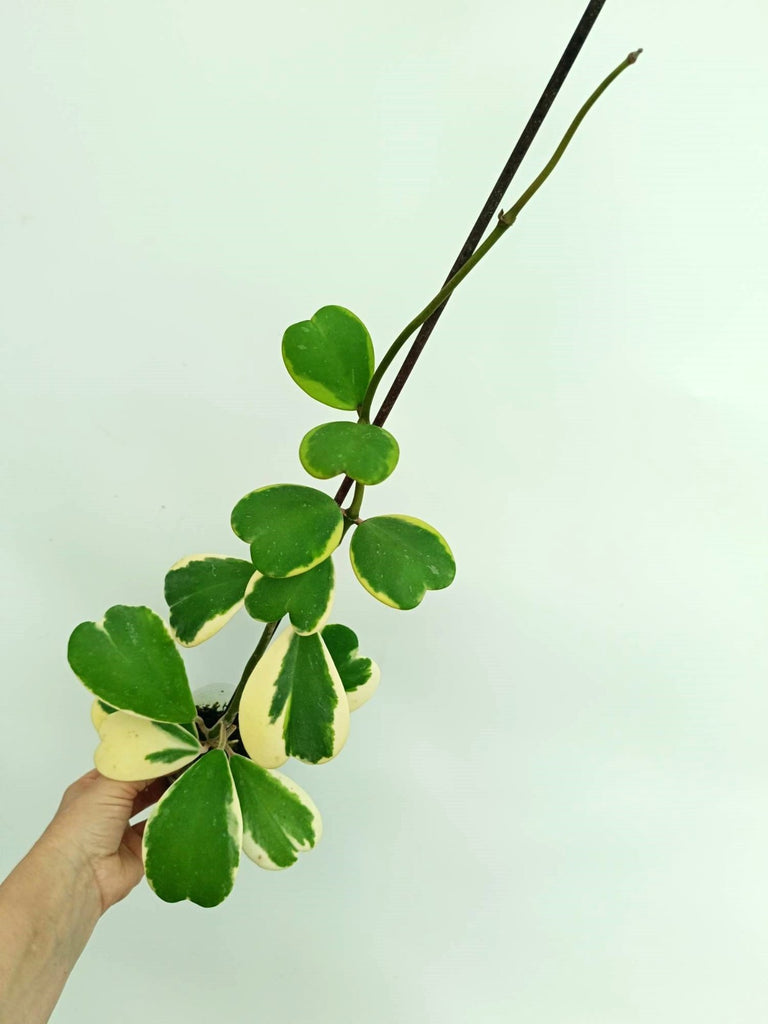 Hoya kerrii variegata