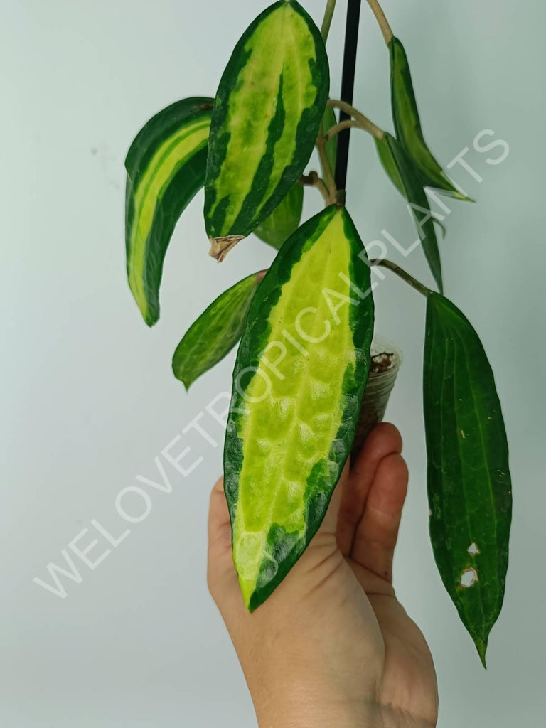 Hoya macrophylla variegata Pot of the Gold