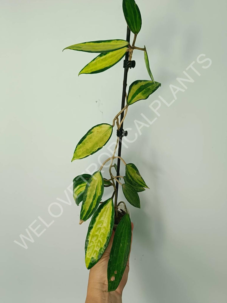 Hoya macrophylla variegata Pot of the Gold